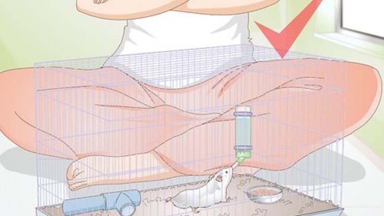 How to Play With Gerbils