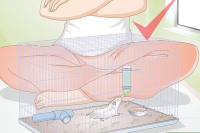 How to Play With Gerbils