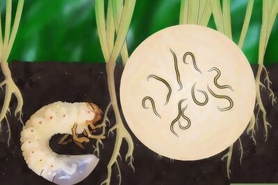 How to Kill Japanese Beetles