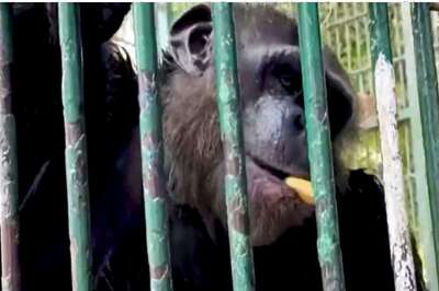The Gorilla That Loved His Zoo: How N'Pongo Has Prospered in a Confined Environment