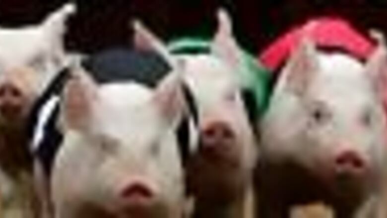 Pig holds woman hostage for 10 days