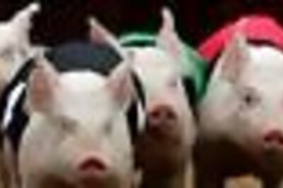 Pig holds woman hostage for 10 days