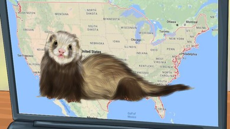 How to Buy a Ferret