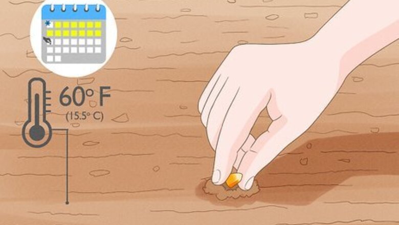 How to Grow Sweet Corn