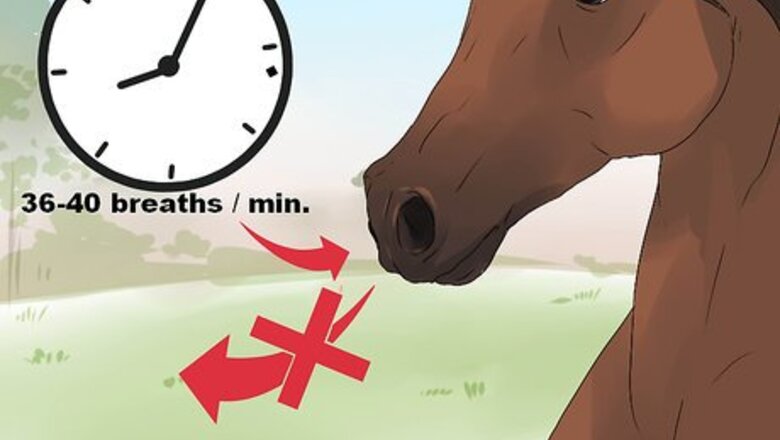 How to Diagnose Heaves in Horses