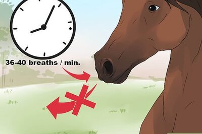 How to Diagnose Heaves in Horses