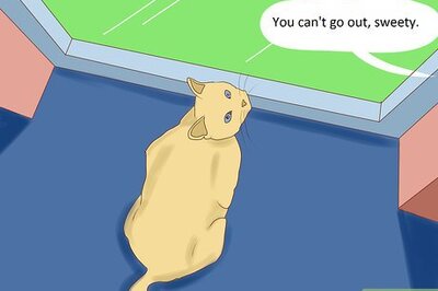 How to Keep Your Male Cat from Roaming