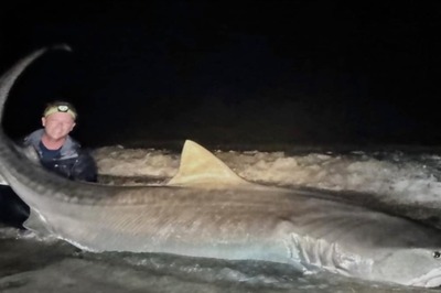 ‘I Got Lucky’: US Man Catches 12-Foot Long Shark, Releases It Back To The Sea
