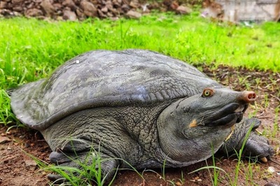 On Brink of Extinction, 2 Native Turtle Species Now in Global Endangered List as India’s Proposal Gets Nod