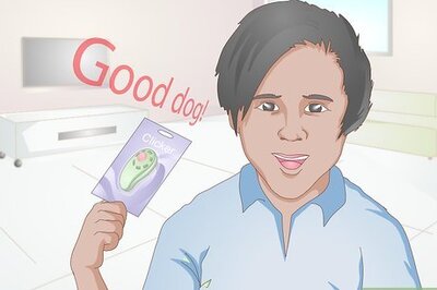 How to Train a Dog to Stand Up