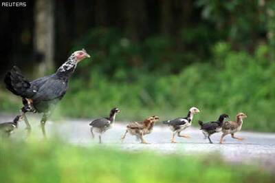 Murder most fowl: SA mourns hen's killing