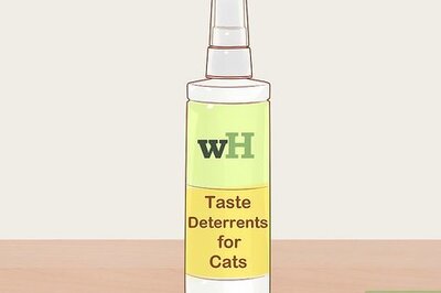 How to Use Taste Deterrents for a Cat