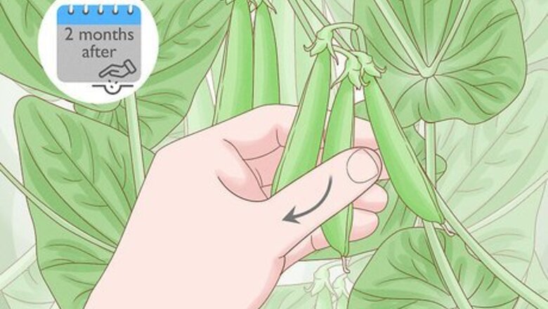 How to Harvest Snap Peas