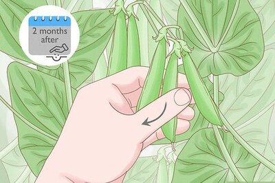 How to Harvest Snap Peas