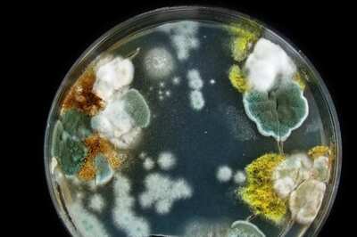 Will Fungal Infections Result In A 'Silent Pandemic'? What We Know