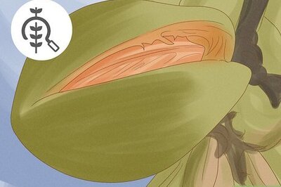 How to Harvest Almonds