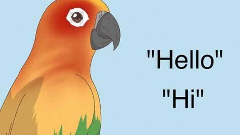 How to Teach a Conure to Talk