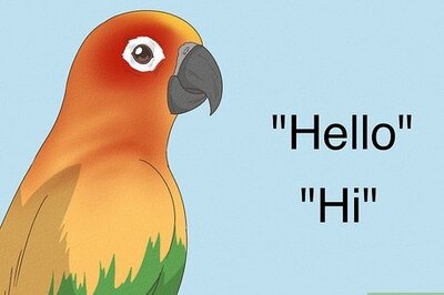 How to Teach a Conure to Talk