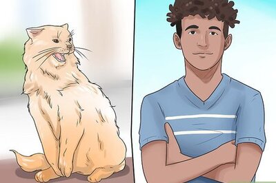 How to Stop a Cat from Biting and Scratching