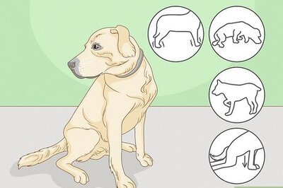 How to Strengthen an Old Dog's Hind Legs