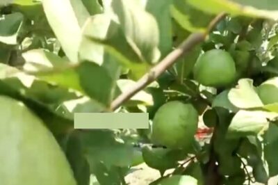 Doctor-turned-politician Ventures Into Organic Guava Farming To Aid The Needy