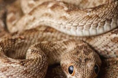 How To Protect Yourself From Snakes This Monsoon