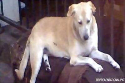 Delhi Police grooming more sniffer dogs