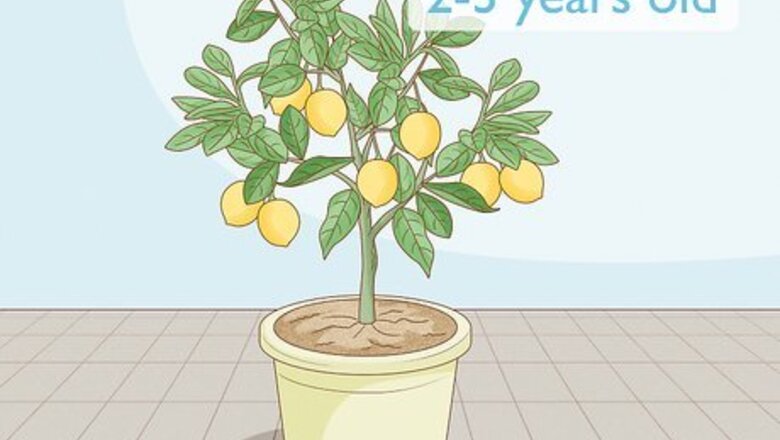 How to Grow Lemon Trees Indoors