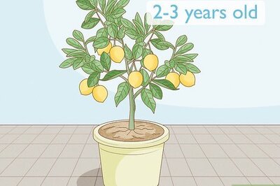 How to Grow Lemon Trees Indoors