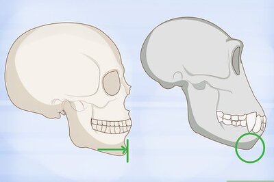 How to Identify Human Bones