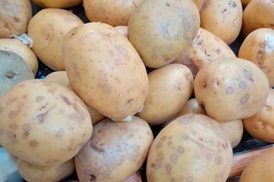 Researchers Discover New Bacterial Pathogen Strains In Pennsylvania's Potato Crops