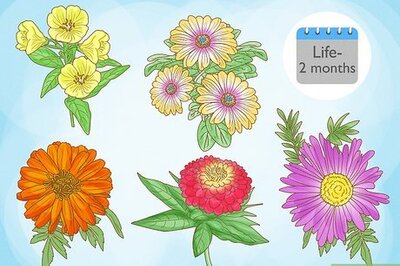 How to Plant Wildflowers