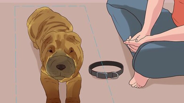 How to Groom a Chinese Shar Pei