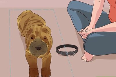 How to Groom a Chinese Shar Pei