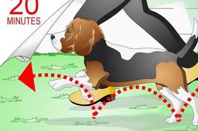 How to Care for Beagles