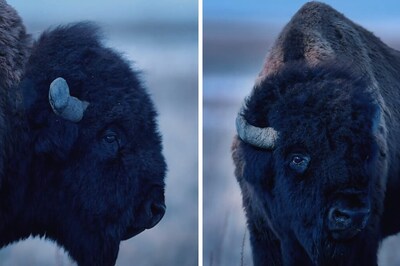 Ever Seen A Bison Shed A Tear? This Rare Video From Northern Utah Deserves Your Attention