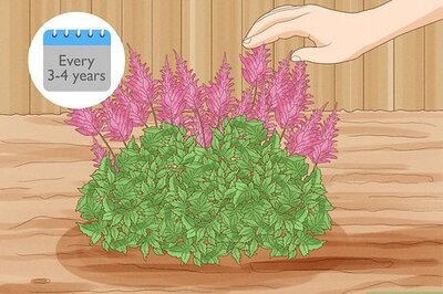 How to Divide Astilbe
