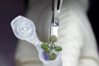 Scientists Successfully Grow First Plant in Lunar Soil, Here’s How it Happened