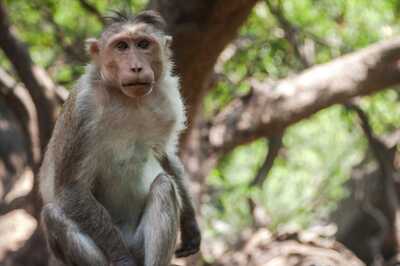 'Don't Try to Capture': Lab Monkeys Escape After Collision With Truck in US, One on the Loose