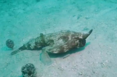 WATCH: Strange Video of Caribbean Fish Walking On the Ocean Floor Is Proof 2020 is the Craziest Year Yet