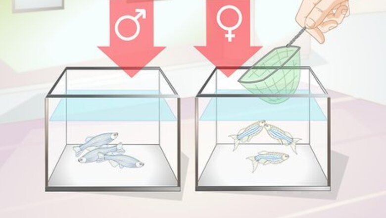 How to Breed Danios