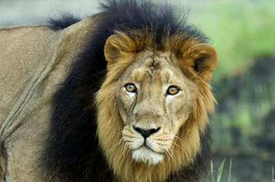 World Lion Day 2021: 5 Places to See Lions in the Wild