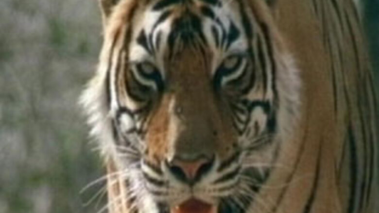 Kanha Reserve director denies he ran over tiger cub