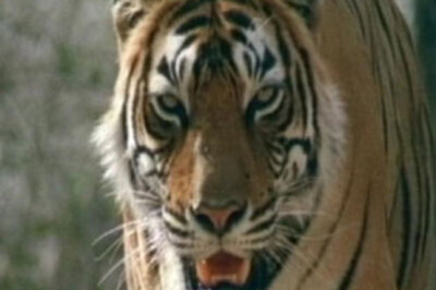 Kanha Reserve director denies he ran over tiger cub