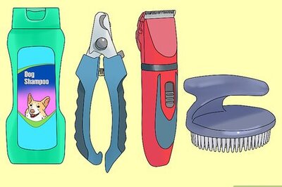 How to Groom Shih Tzus