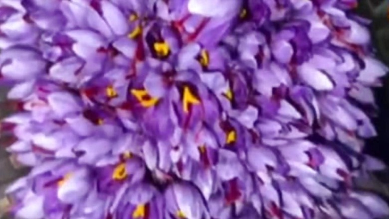 Saffron Thrives In Rajasthan's Heat, Thanks To Innovative Farming Methods