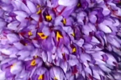 Saffron Thrives In Rajasthan's Heat, Thanks To Innovative Farming Methods