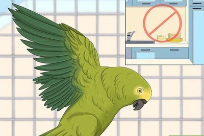 How to Deal with an Aggressive Amazon Parrot