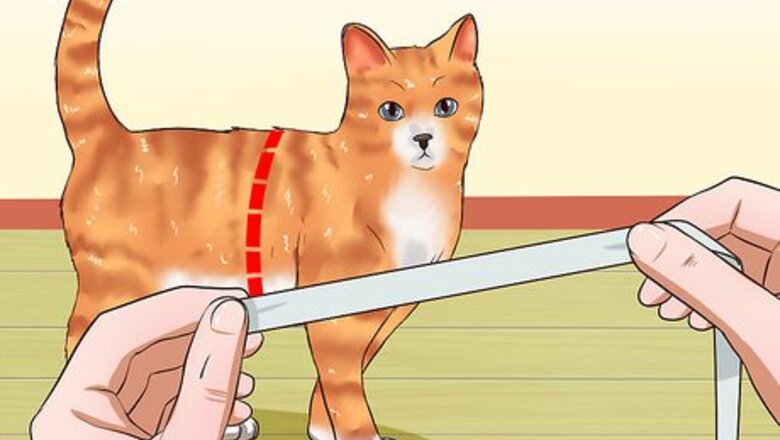 How to Leash Train a Cat