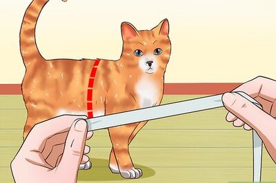 How to Leash Train a Cat